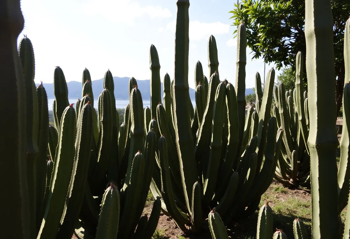 Verduras