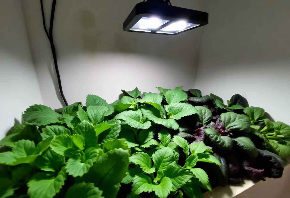 Cómo cultivar vegetales en interiores: Consejos y trucos